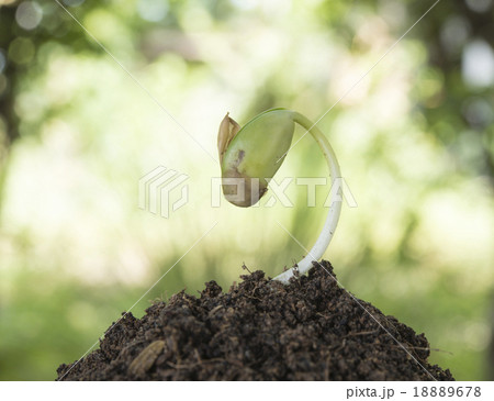seeding growth seeding growth 18889678