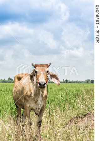 Cow  in the rice fields 18890040