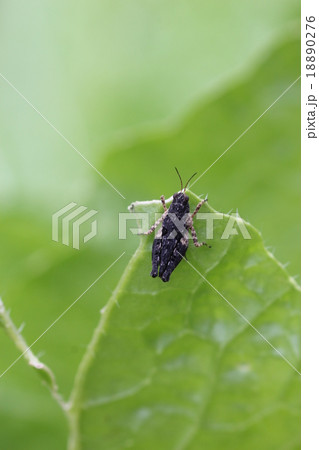 ヒシバッタ０７ 18890276