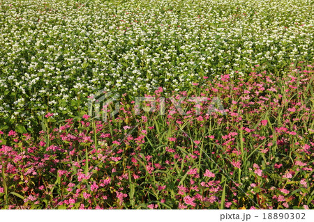 紅白のそば畑 18890302