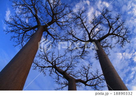 バオバブの木 バオバブの木 18890332