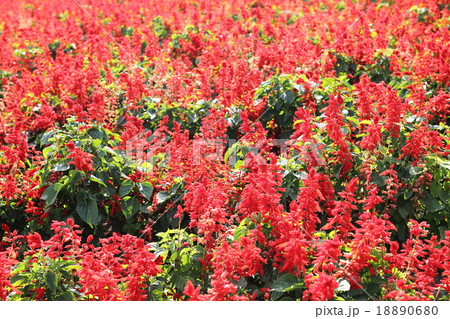 赤いサルビア 18890680