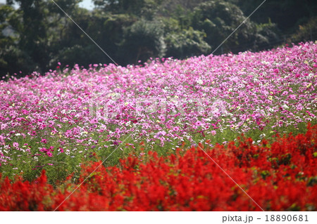 コスモスとサルビア 18890681