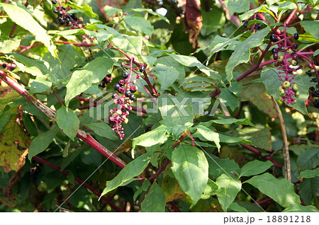 色づいたヨウシュヤマゴボウ 18891218