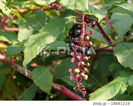 色づいたヨウシュヤマゴボウ 18891219