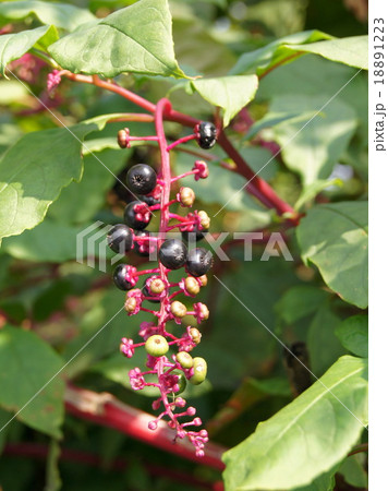 色づいたヨウシュヤマゴボウ 18891223