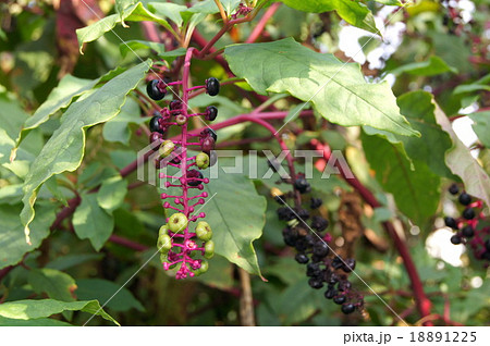 色づいたヨウシュヤマゴボウ 18891225