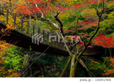 花貫渓谷汐見滝吊り橋 18891466