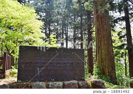 羽黒山の杉並木 ミシュラン・グリーンガイド・ジャポン三ツ星獲得 18891492