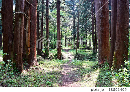 羽黒山の杉並木 ミシュラン・グリーンガイド・ジャポン三ツ星獲得 18891496