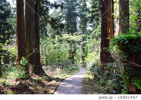 羽黒山の杉並木 ミシュラン・グリーンガイド・ジャポン三ツ星獲得 18891497