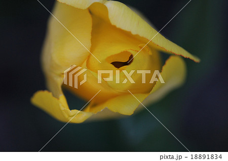 咲くチューリップ 咲くチューリップ 18891834