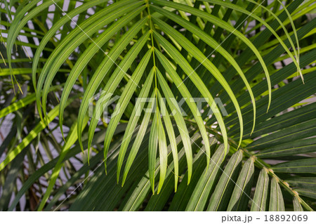 Texture of the leaves plant 18892069