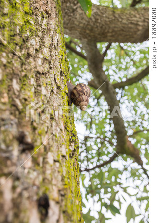 Snails climbing on the tree 18892080