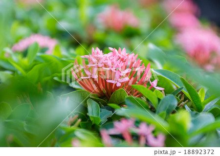 Flower color pink 18892372