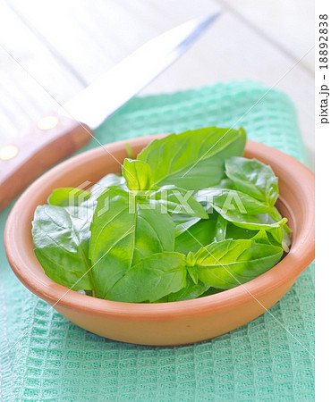 fresh basil fresh basil 18892838