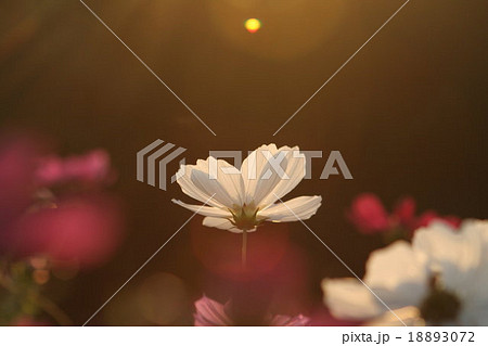 妖精の時間‥と‥空間。 コスモス (センセーション) その6. cosmos flower 妖精の時間‥と‥空間。 コスモス (センセーション) その6. cosmos flower 18893072
