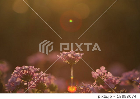 妖精の時間‥と‥空間。 コバノランタナ その1。  Trailing lantana 18893074