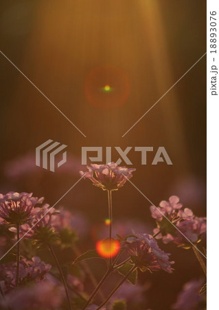 妖精の時間‥と‥空間。 コバノランタナ その3。  Trailing lantana 18893076