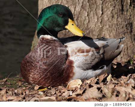 池のほとりで休んでいるマガモ (雄) 18894014