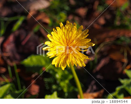 冬のタンポポ 18894544