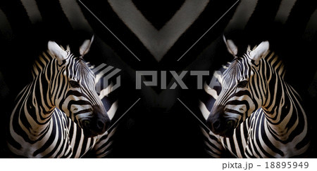 A Headshot of a Burchell's Zebra A Headshot of a Burchell's Zebra 18895949