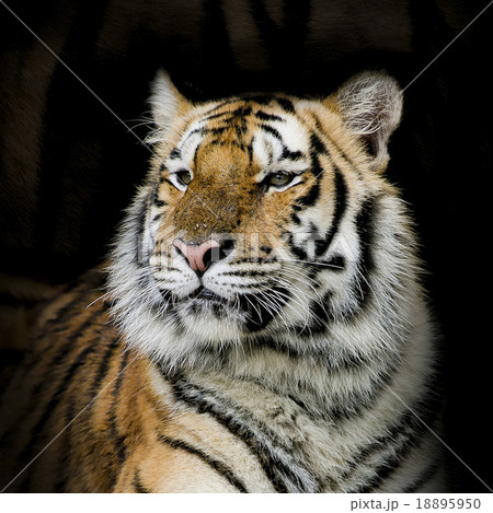 Bengal tiger Bengal tiger 18895950
