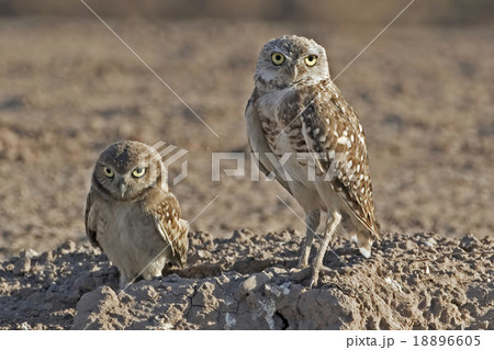 Burrowing Owl, adult with juvenile 18896605