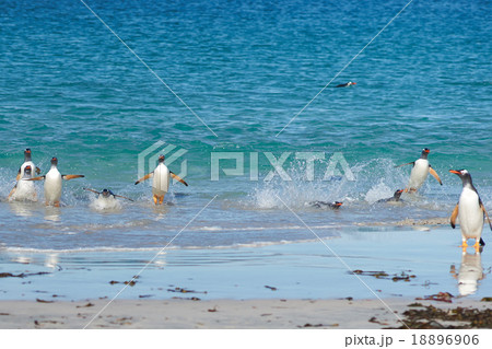 Gentoo Penguins Coming Ashore 18896906