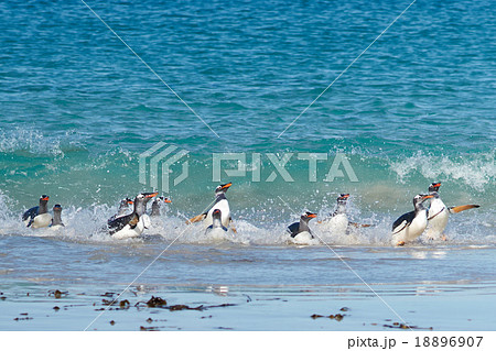 Gentoo Penguins Coming Ashore 18896907