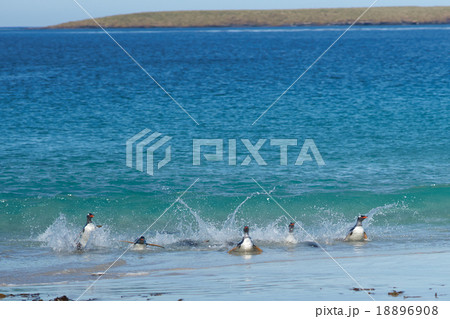 Gentoo Penguins Coming Ashore 18896908