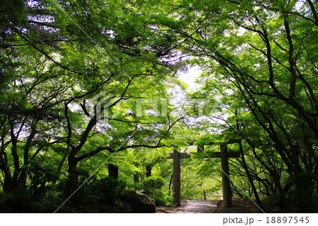 竈門神社 九州 福岡県 観光 登山 宝満山 もみじ 新緑 神社 鳥居 竈門神社 九州 福岡県 観光 登山 宝満山 もみじ 新緑 神社 鳥居 18897545