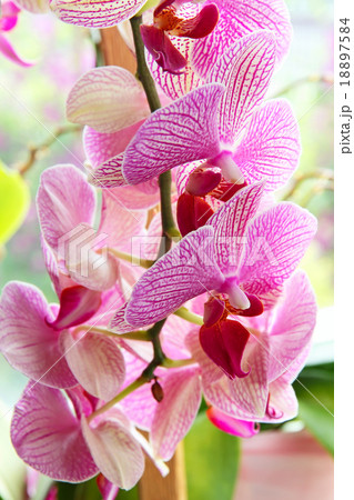 Purple orchid flowers. Purple orchid flowers. 18897584