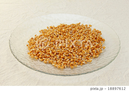 Germinated wheat grains on glass plate. 18897612