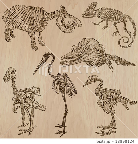 Bones, Skulls, Skeletons - freehands, vector 18898124