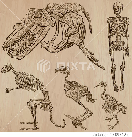 Bones, Skulls, Skeletons - freehands, vector 18898125