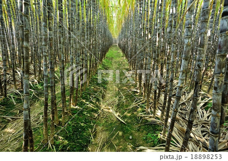 sugarcane in growth at field sugarcane in growth at field 18898253