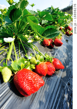 strawberry field 18898276