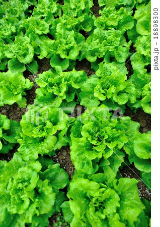 green lettuce crops in growth green lettuce crops in growth 18898300