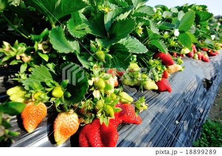 strawberry field 18899289