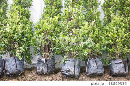 Small Banyan Trees In Plastic Bags. 18899336
