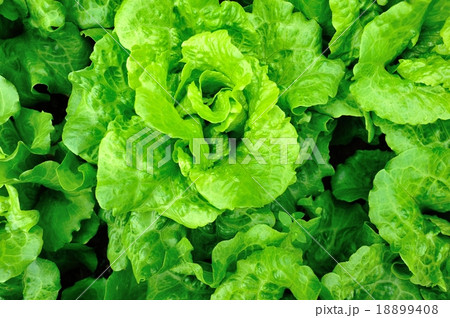 green lettuce in growth at garden green lettuce in growth at garden 18899408