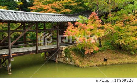高台寺 紅葉 高台寺 紅葉 18899526