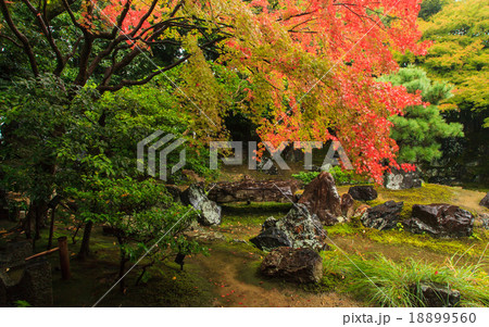 圓徳院　紅葉 18899560