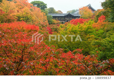 東福寺 紅葉 東福寺 紅葉 18899837