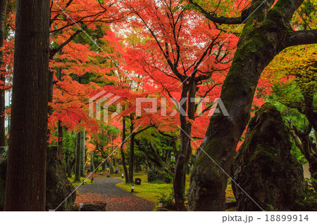 しょうざんリゾート　紅葉 18899914