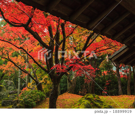 しょうざんリゾート　紅葉 18899919