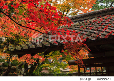 しょうざんリゾート　紅葉 18899921