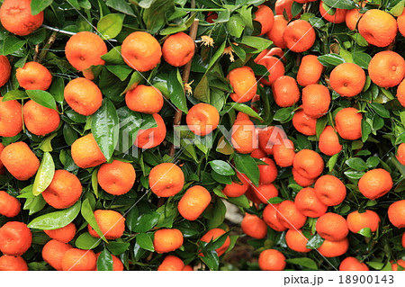 mandarin oranges grow on tree mandarin oranges grow on tree 18900143