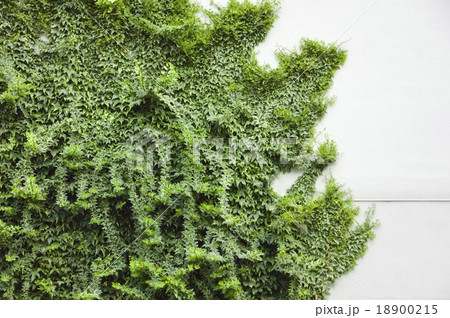 蔦の絡まる壁 18900215